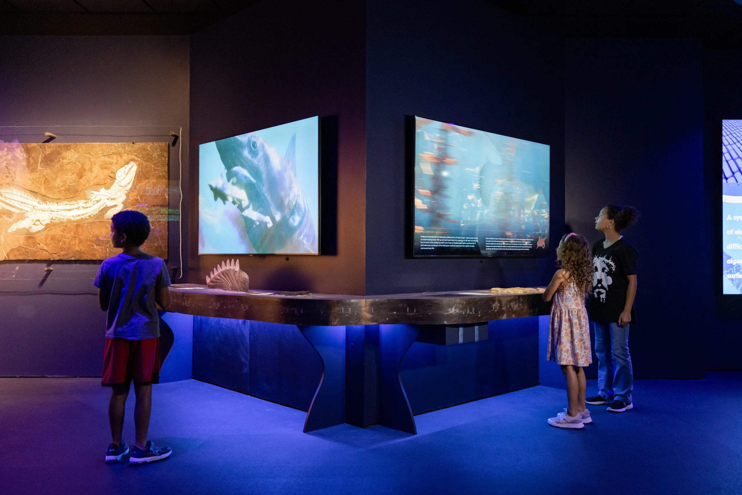 Sharks Through Time 2