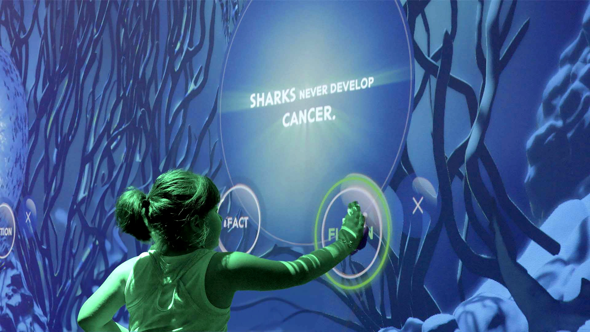 Sharks Fact or Fiction