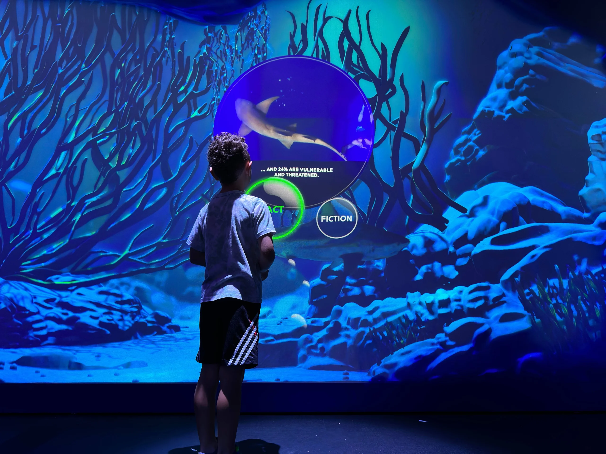 Sharks Fact or Fiction